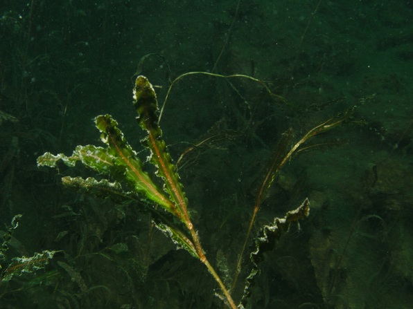 Loebejuen (Teich 1) 2011-05-29-04